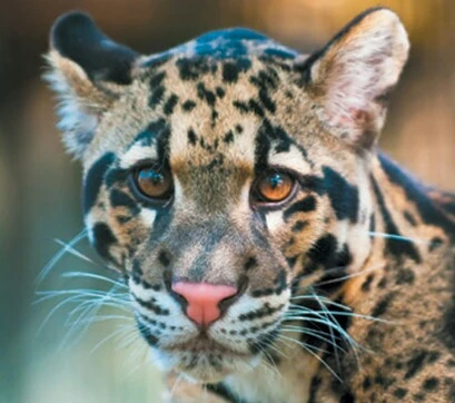 Clouded Leopard | Animal Database | Fandom