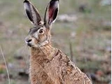 European Hare