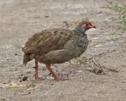 Red-necked Spurfowl (Francolinus afer)