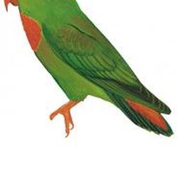 Category Loriculus Animal Database Fandom