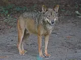 Iberian Wolf