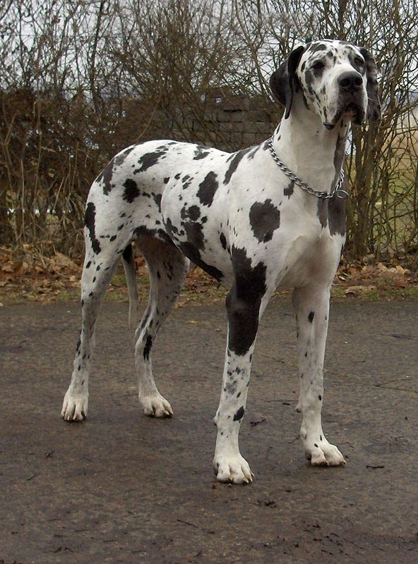 gibson harlequin great dane