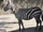 Selous' Zebra