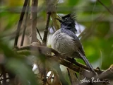 Blue-headed Crested Flycatcher