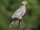 Band-tailed Pigeon