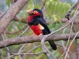 Bearded Barbet