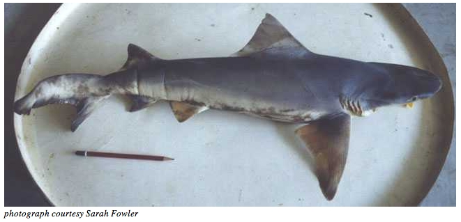 bizant river shark