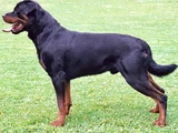 Rottweiler