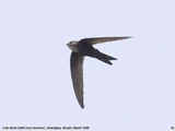 Blyth's Swift