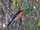 Braun's Bushshrike