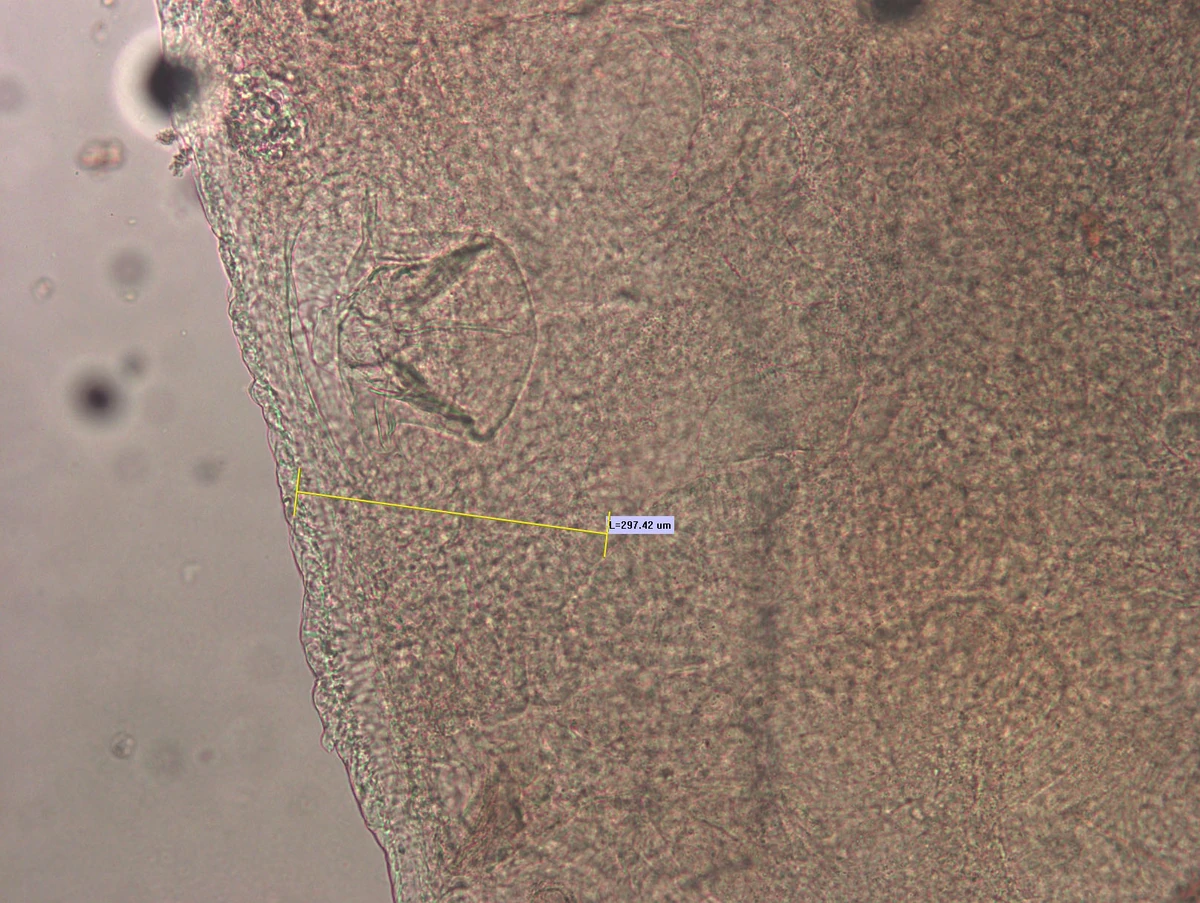 Isochaetides freyi Animal Database Fandom