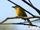 Monteiro's Bushshrike