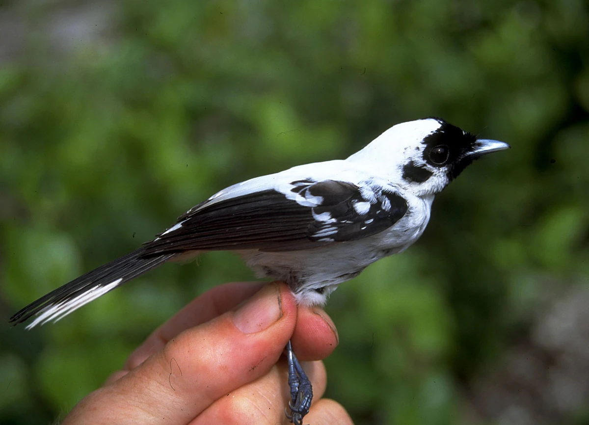 Mussau Monarch Animal Database Fandom