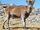 Southeastern Spanish Ibex
