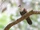 Wetar Ground Dove