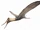 Aetodactylus