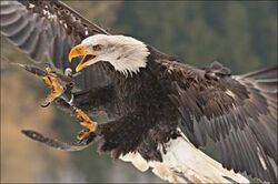 13 Things Every American Should Know About Bald Eagles - The Dodo