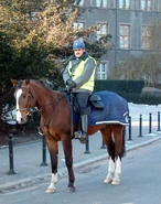 A mounted police officer in Poland