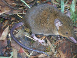 Talazac's Shrew Tenrec