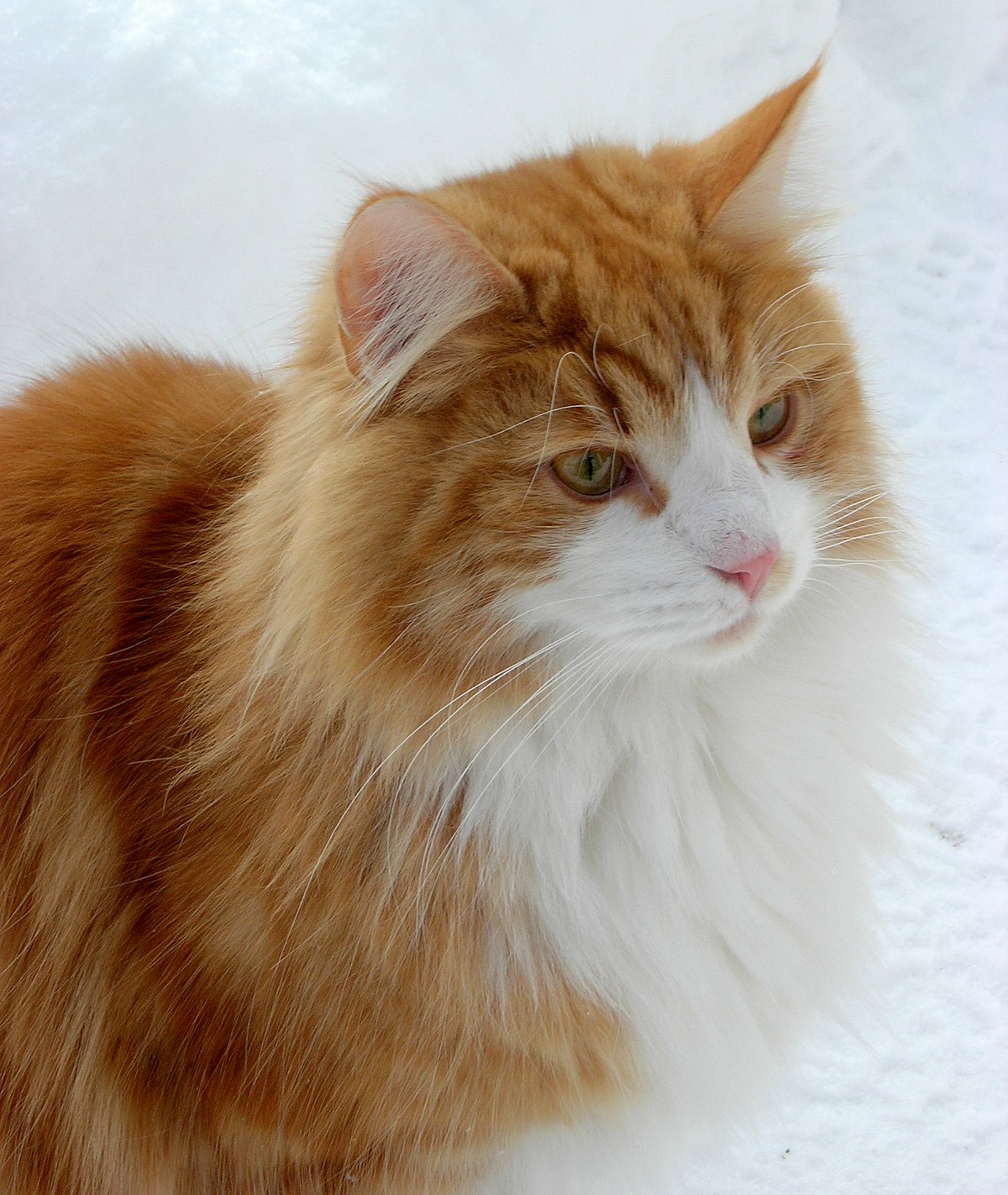 norwegian forest cat