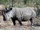 Southern White Rhinoceros