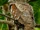 Dulit Frogmouth