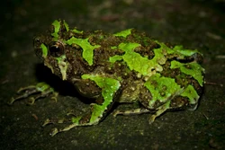 Scaphiophryne spinosa Animal Database Fandom