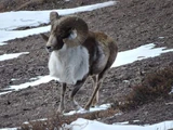 Argali