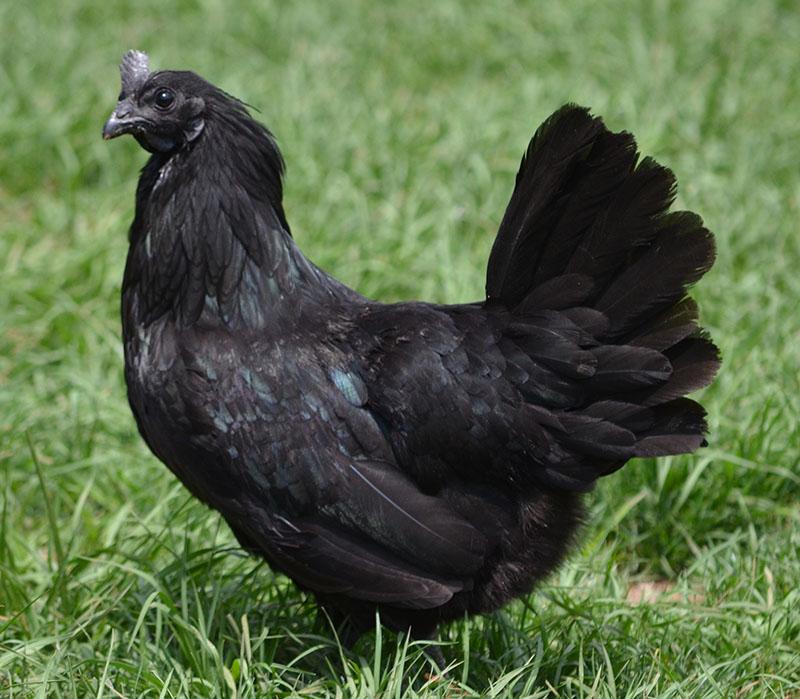 Ayam Cemani: The Mystical All Black Chicken