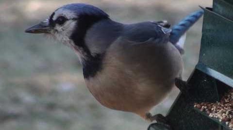 Blue Jay Bird Facts  Cyanocitta cristata - AZ Animals