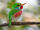 Cuban Tody