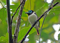 Eurylaimus steerii Mindanao Broadbill 38 c Pete Morris WorldWildlifeImages com 