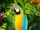 Blue and yellow macaw
