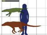 Pakicetus