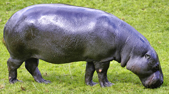 full grown pygmy hippopotamus