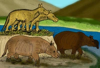 Restoration Merycochoerus,Promerycochoerus,Brachycrus