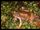Atelopus