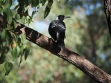 Australian Magpie