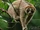 Kayan Slow Loris
