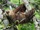 Hoffmann's Two-toed Sloth