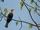 Narcondam Hornbill