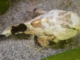 Tadpole Sculpin