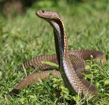 A Philippine Cobra.