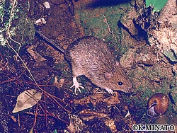 Muennink's Spiny Rat | Animal Database | Fandom