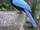 San Blas Jay