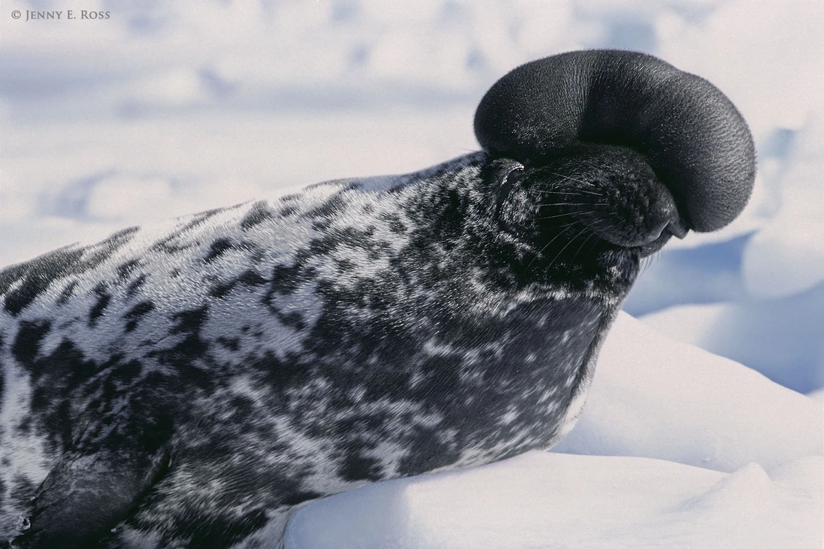 Hooded Seal Animal Database Fandom Hooded Seal Animal Database Fandom