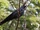 South Melanesian Cuckooshrike