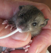 Marsh rat baby 4