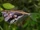 Marbled Hatchetfish