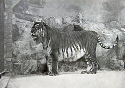 Panthera tigris virgata